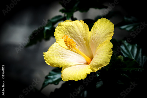 Hawaiian Flowers