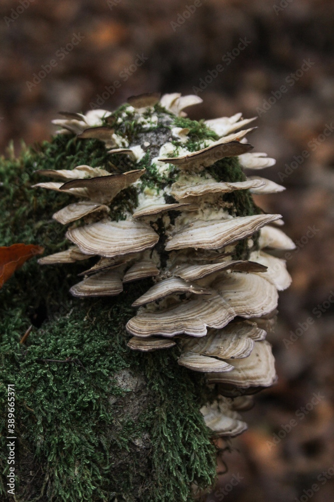 Non-edible mushrooms in a forest Non-edible mushrooms in a forest