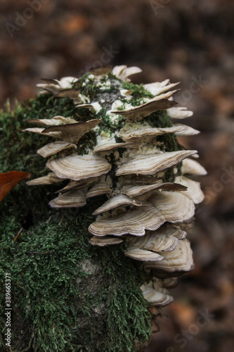 Non-edible mushrooms in a forest
