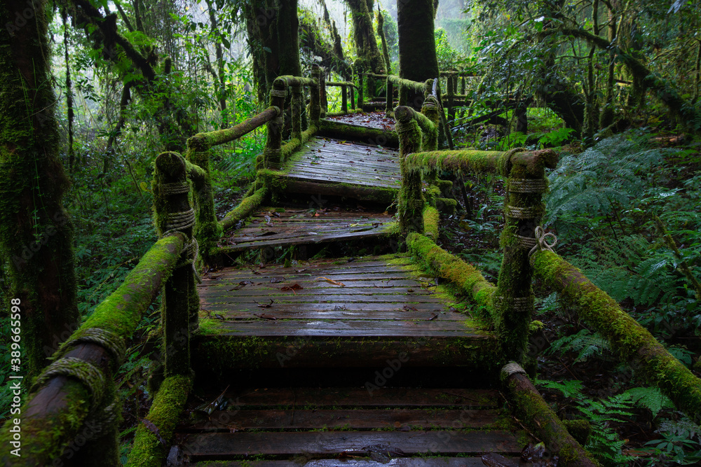 A wooden bridge walkway in the rainforest at Ang Ka Nature Trail in Doi Inthanon National Park, Thailand. A wooden bridge walkway in the rainforest at Ang Ka Nature Trail in Doi Inthanon National Park, Thailand.