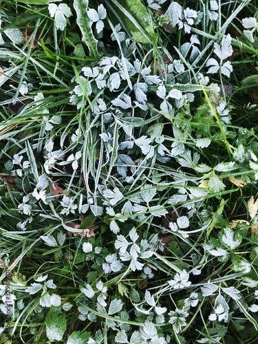 Wallpaper Mural The first frost on the green grass Torontodigital.ca