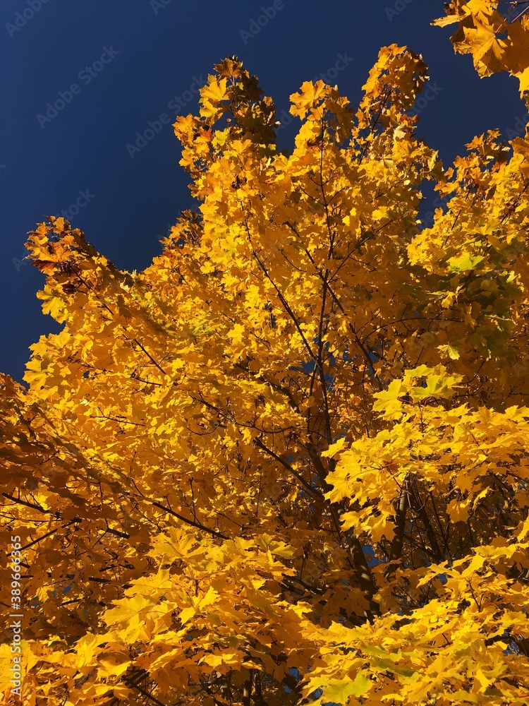 Fototapeta premium Beautiful view tree with yellow autumn leaves