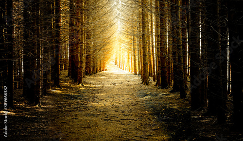 Waldweg in einem Tannenwald im Gegenlicht
