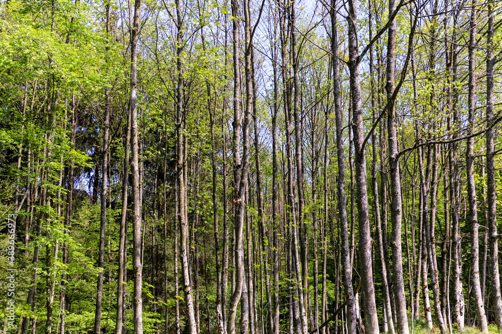 In the forest there are thin straight trees next to each other In the forest there are thin straight trees next to each other
