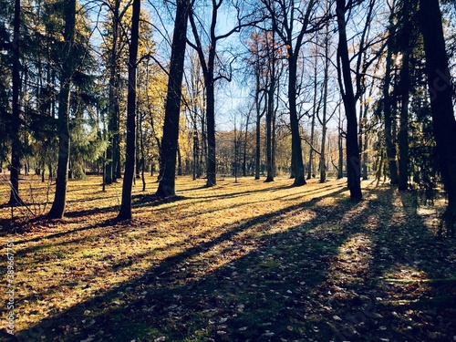 autumn in the park