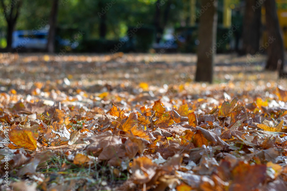 Autumn dry leaves on the ground in the park