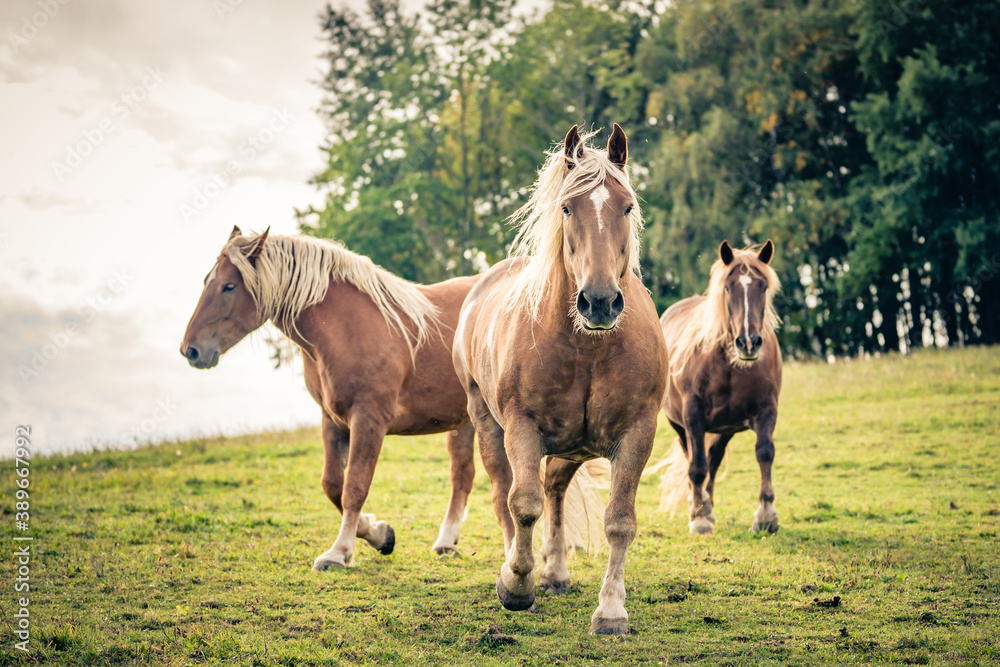 Obraz premium Noriker