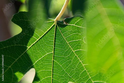 A fig leaf showing structure in sunlight. photo