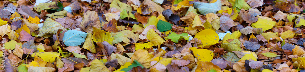 panoramic view of  Autumn leaves in forest.
