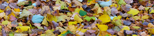 panoramic view of Autumn leaves in forest.