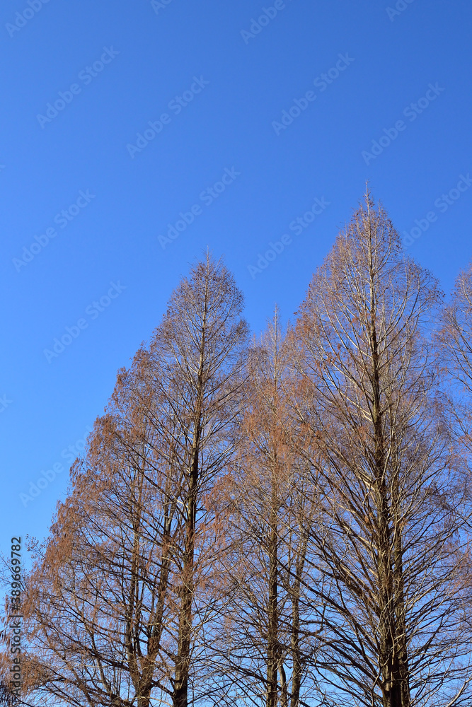 Winter sky in forest