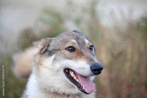 Closeup photo of Dog looks into the camera with surrounding bokeh background