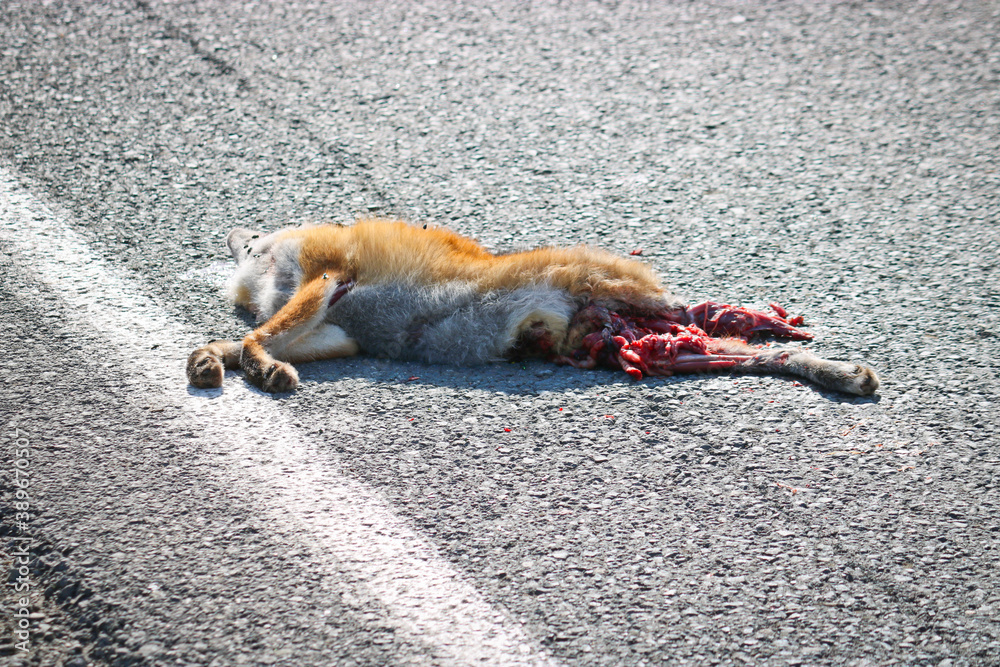 A dead fox lies on the asphalt, hit by a car. Wild animals protection  concept. Flies sit on the muzzle of a dead wild animal. Stock Photo | Adobe  Stock