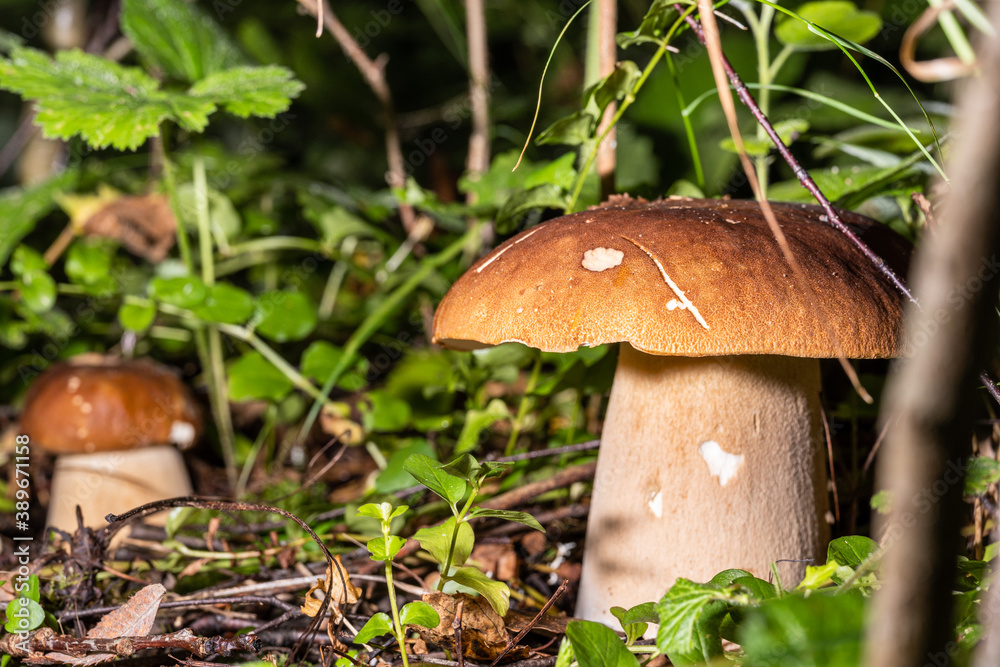 White mushrooms in a summer forest in a glade lit by the sun White mushrooms in a summer forest in a glade lit by the sun