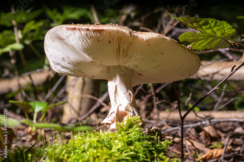 White mushrooms in a summer forest in a glade lit by the sun
