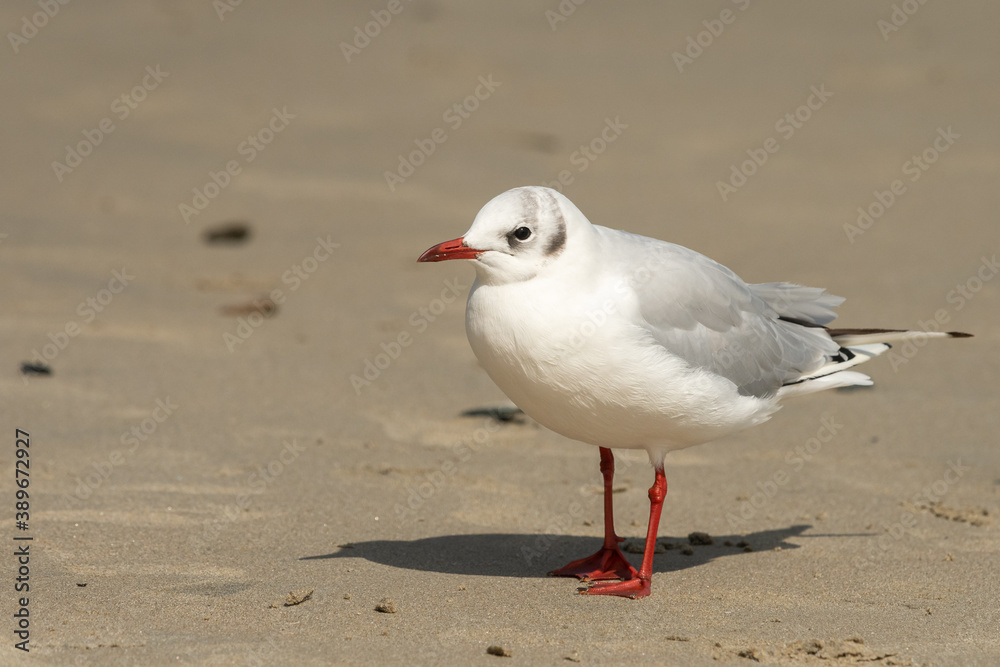 Fototapeta premium A black-headed gull standing on the beach