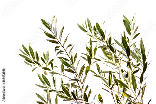 Fototapeta Naklejka Na Ścianę i Meble -  Rameaux d’olivier, fond blanc 