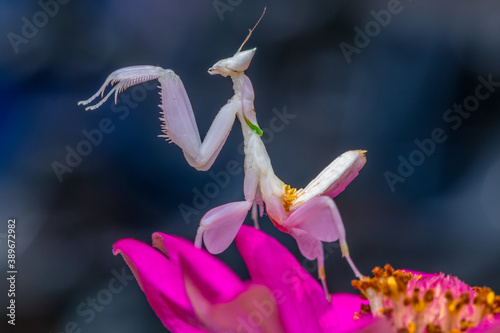 Hymenopus coronatus olr orchid mantis  is a mantis from the tropical forests of Southeast Asia © lessysebastian