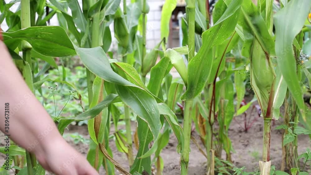 Woman picks cobs of sweet corn from green plant, background, close-up, organic Woman picks cobs of sweet corn from green plant, background, close-up, organic