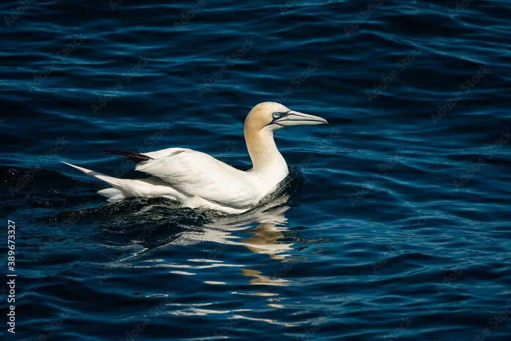 A Northern Gannet swimming in the sea on a sunny day summer A Northern Gannet swimming in the sea on a sunny day summer
