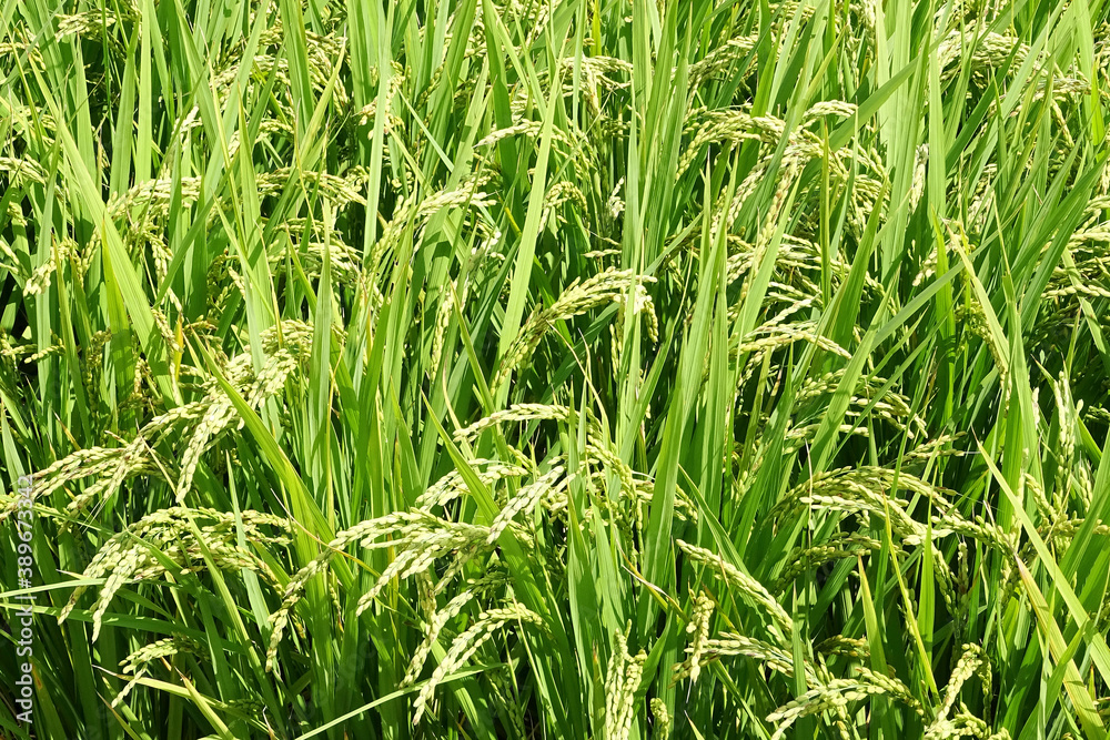 Obraz premium 稲穂