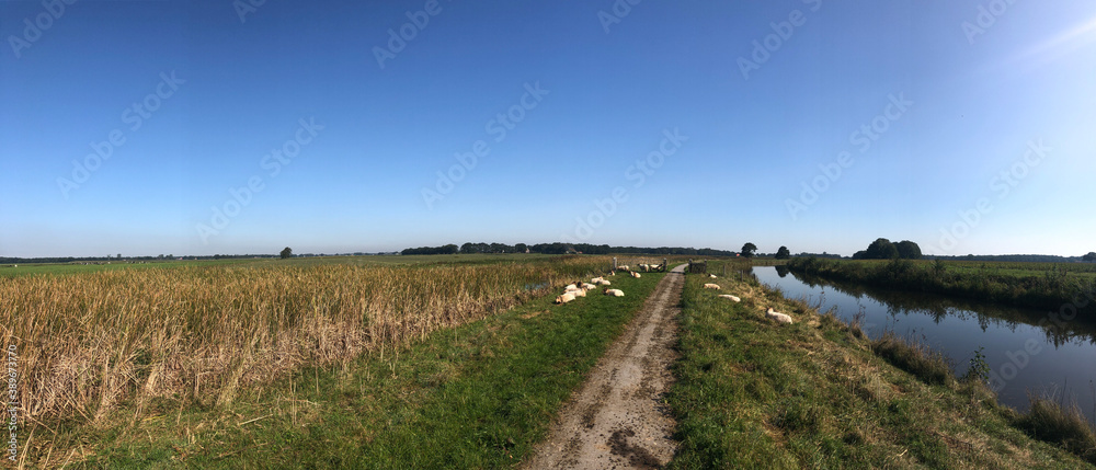 Sheeps next to a bicycle path around Makkinga