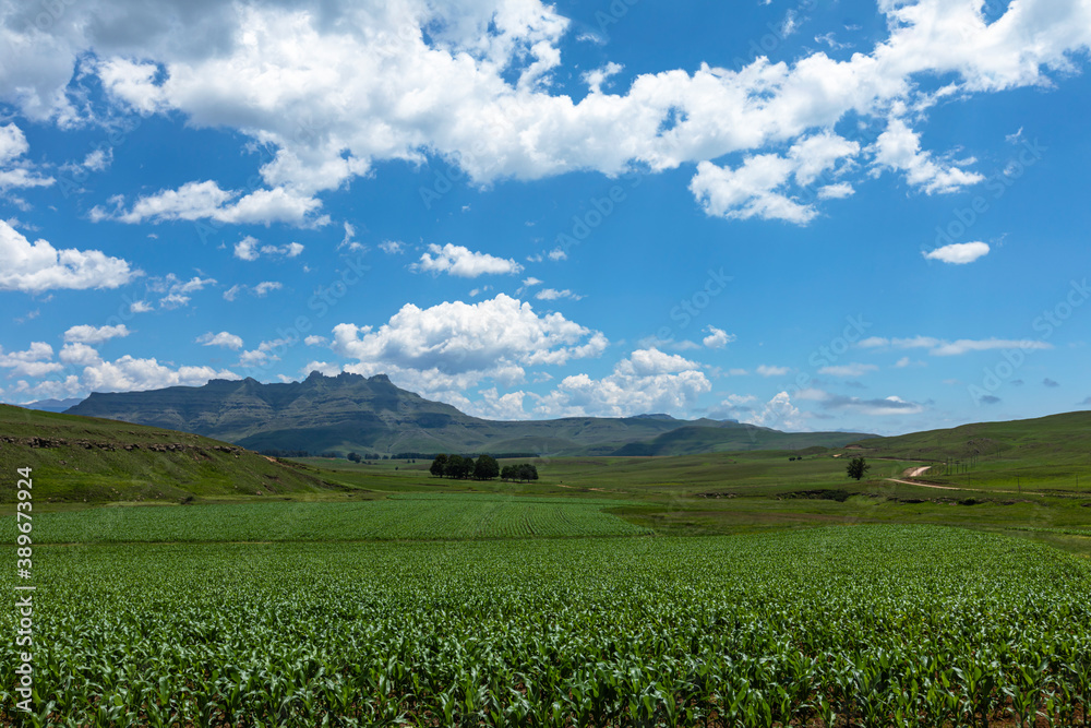 Green maize field on the foothills of the Drakensberg mountain Green maize field on the foothills of the Drakensberg mountain