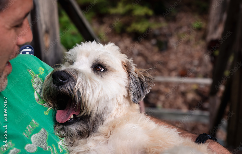 Close up of a wheaten terrier dog looking at it's male owner. Close up of a wheaten terrier dog looking at it's male owner.