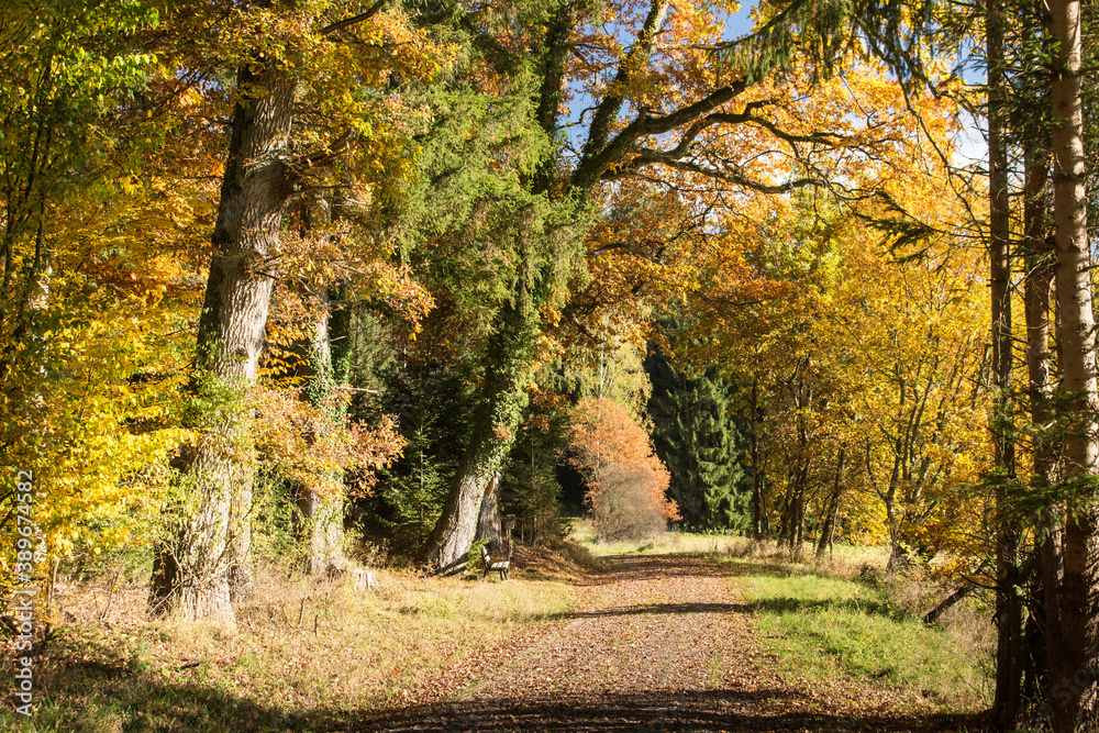 Obraz premium Weg am Herbstwald