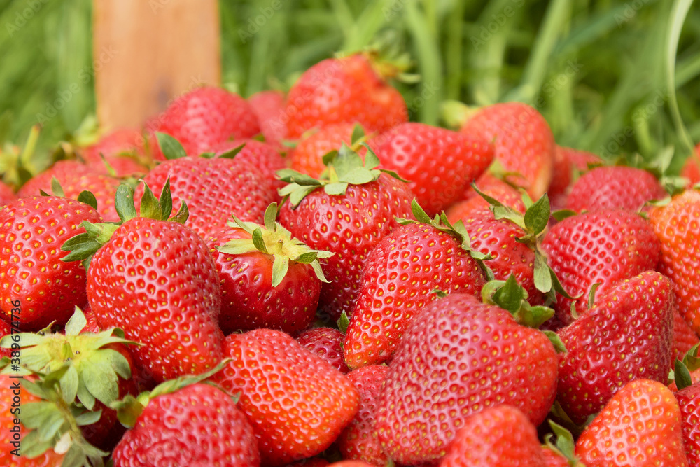 strawberry berry close-up on the background of nature strawberry berry close-up on the background of nature