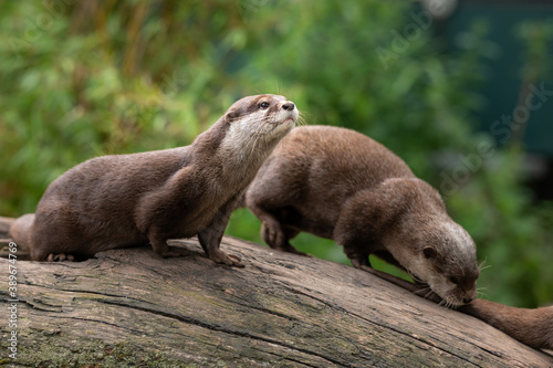 Two Asian small clawed otters in a zoo