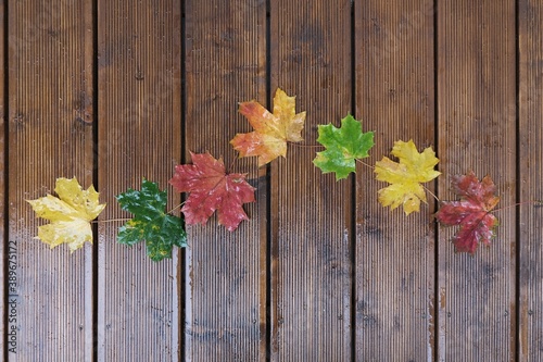 Beautiful colorful leaves of maple, wet from rain, lying in row on dark brown boards