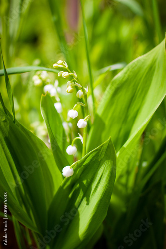 delicate blooming lily of the valley