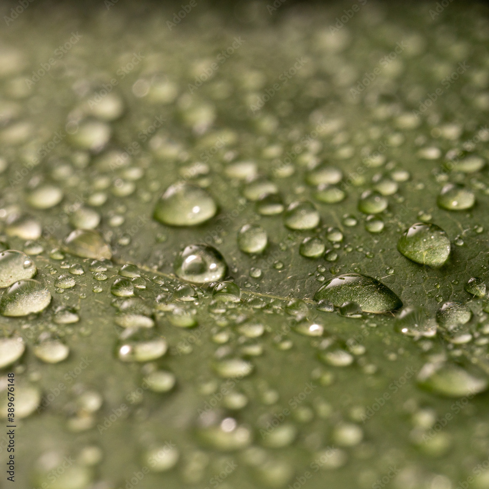 water drops on green leaf of young avocado tree macro water drops on green leaf of young avocado tree macro
