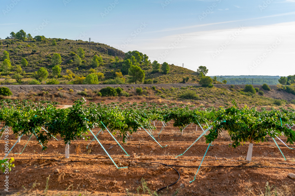 Field of cultivation of oranges, trees with many fruits at full maturity Field of cultivation of oranges, trees with many fruits at full maturity