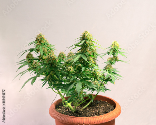 marijuana bush in a flower pot on a light background