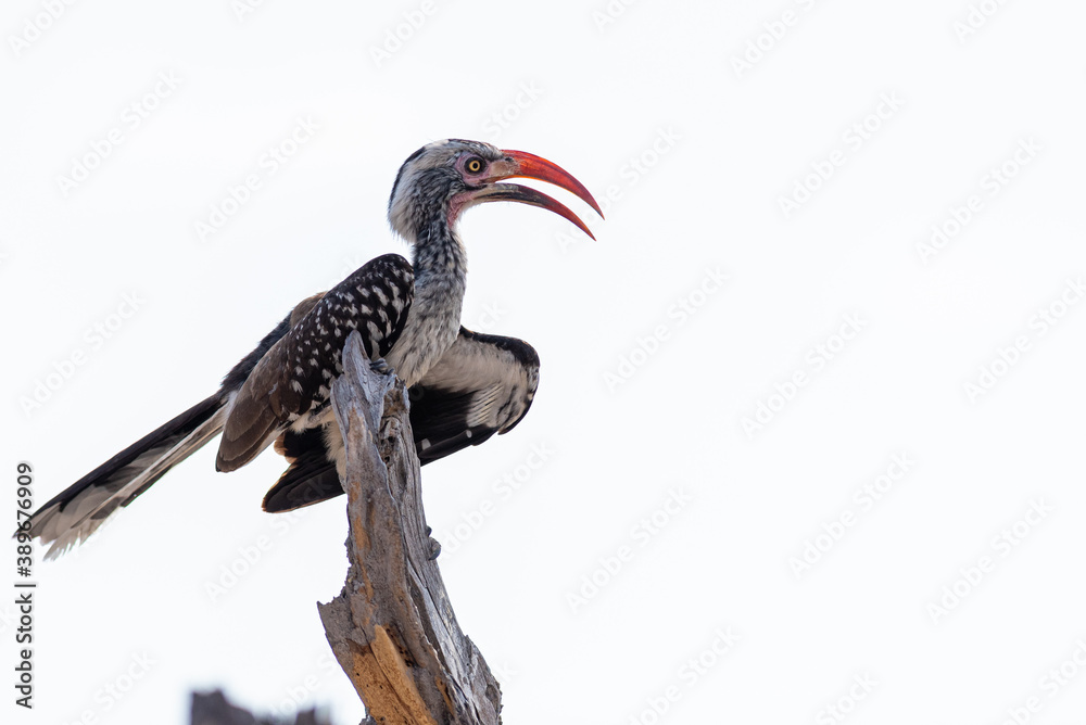 Fototapeta premium Southern red-billed hornbill (Tockus rufirostris) perching on a broken branch with a white background