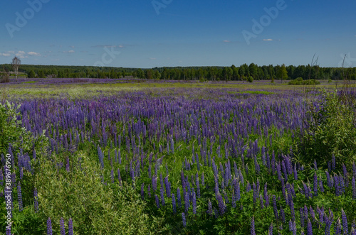 field of blooming purple lupine flowers in Safonovsky district  Smolensk region  Russia