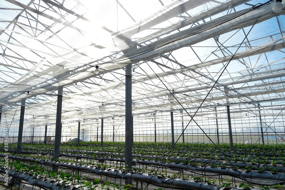 イチゴのハウス栽培