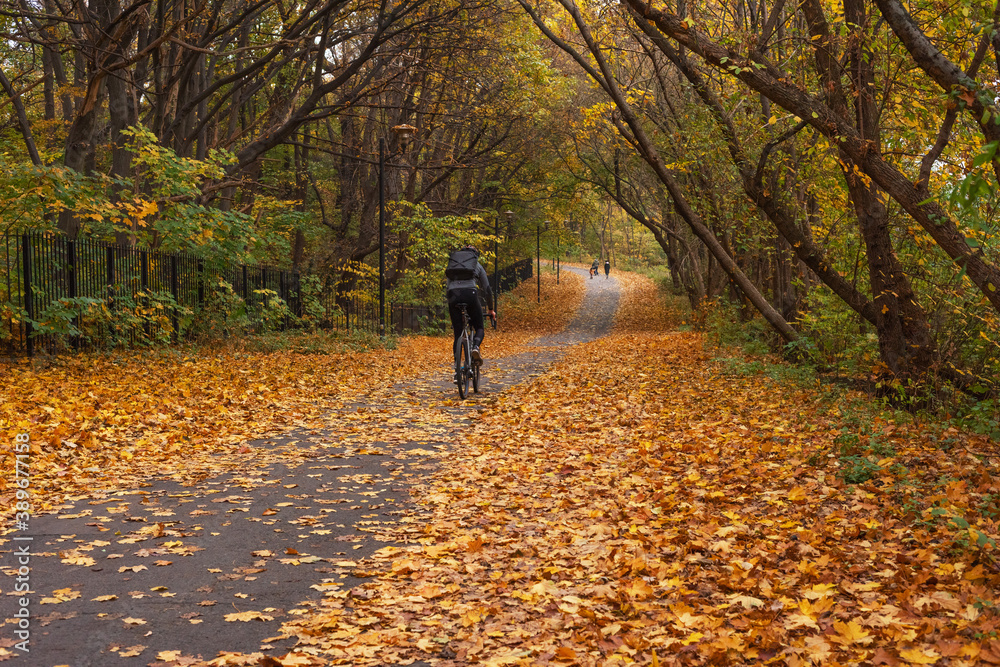 Fototapeta premium Autumn park with trees covered with yellow-red leaves
