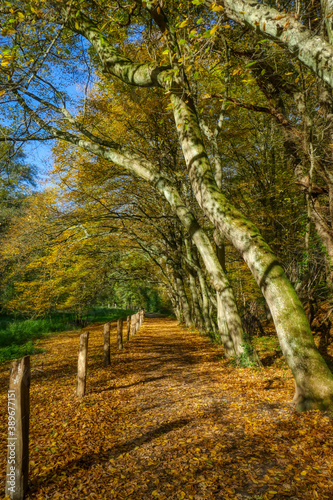 Wald bei Haan-Gruiten im Herbst