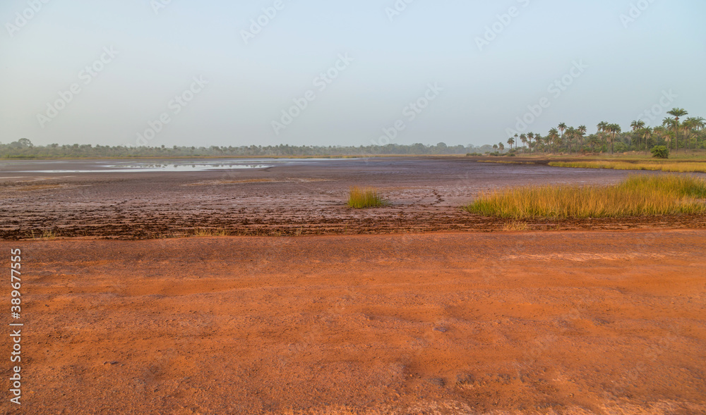Fototapeta premium rice fields of Bissau
