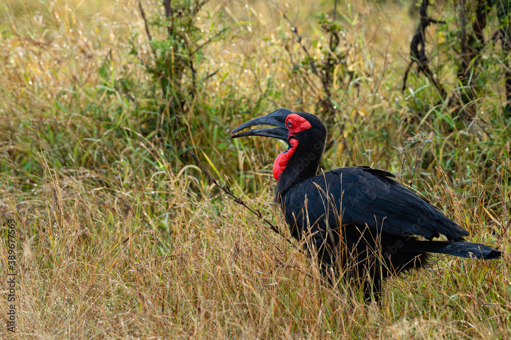 Fototapeta premium Southern ground hornbill (Bucorvus leadbeateri) in its natural environment of Kruger national park