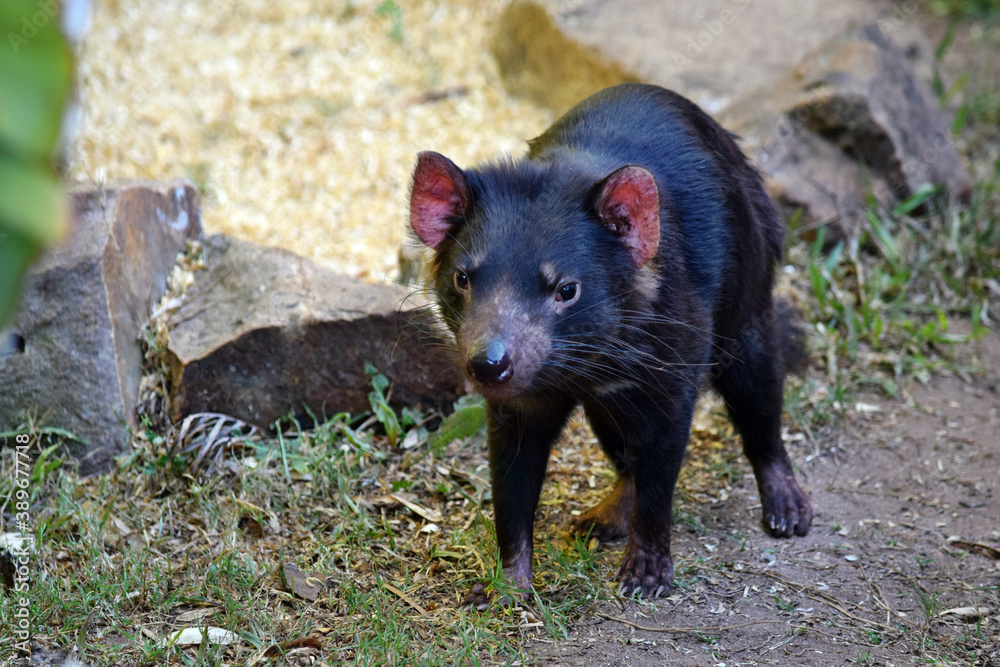 Wild tasmanian devil endangered with extinction Wild tasmanian devil endangered with extinction