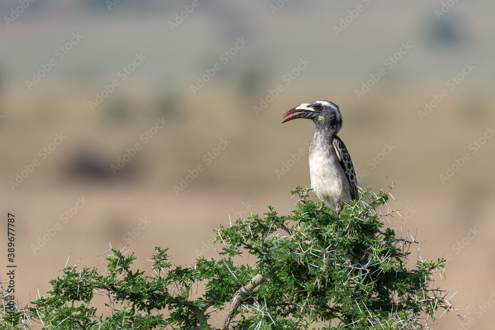 Obraz premium African grey hornbill (Lophoceros nasutus) perching in a thorny bush with a blurry background