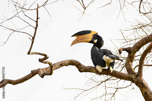 Malabar pied hornbill (Anthracoceros coronatus) perching on a branch with a white background