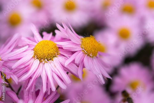 Pink chrysanthemums with a yellow core on a blurry background close-up. Beautiful delicate chrysanthemums bloom in the autumn garden. Selective focus. Layout of a postcard or calendar with copy space.