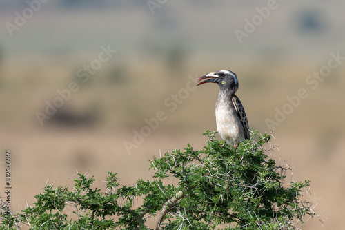 African grey hornbill  Lophoceros nasutus  perching in a thorny bush with a blurry background