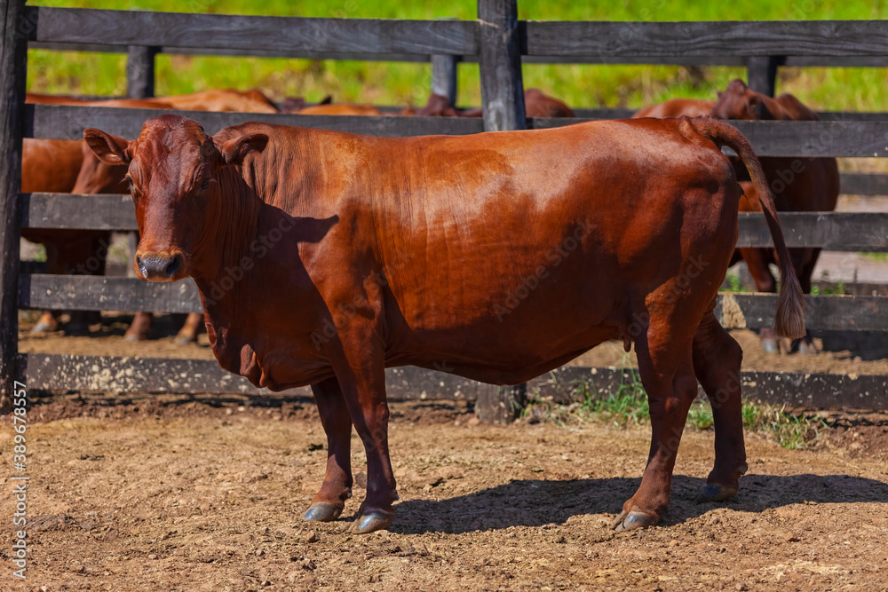 beautiful Bonsmara breeding cow in the farm corral beautiful Bonsmara breeding cow in the farm corral