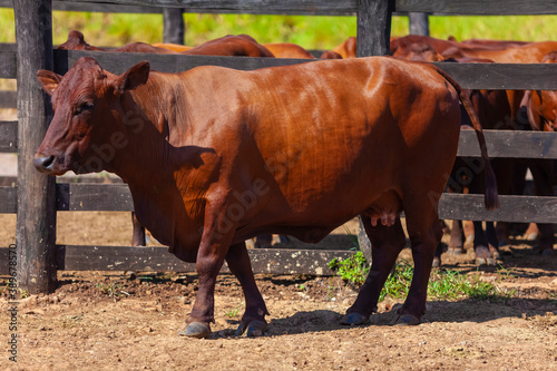 beautiful specimen of Bonsmara cattle, Mato Grosso do Sul, Brazil